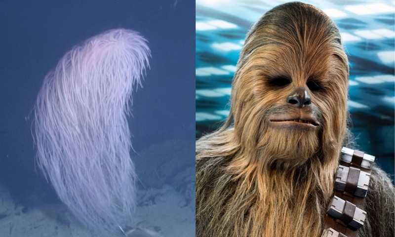 Iridogorgia Chewbacca
