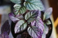Red Ivy Plant