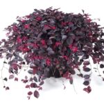 Red Ivy Plant