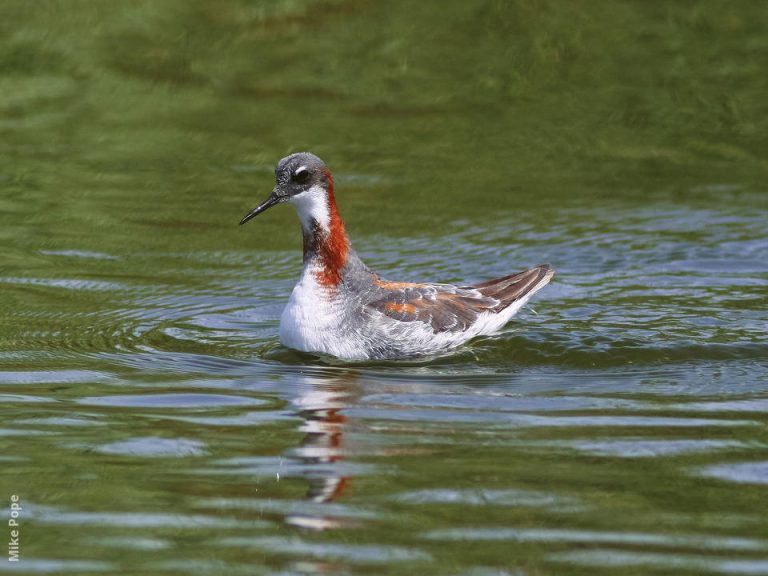 Red-Necked Phalarope Tamil Nadu