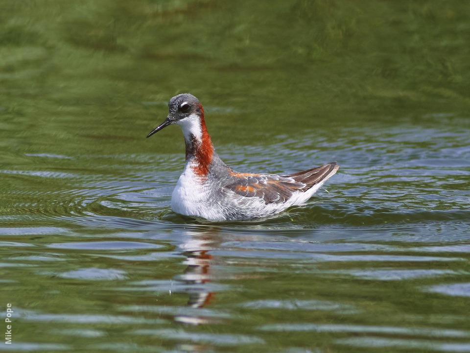 Red-Necked Phalarope Tamil Nadu