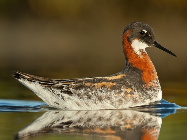 Red-Necked Phalarope Tamil Nadu