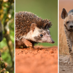 Tamil Nadu Endangered Species