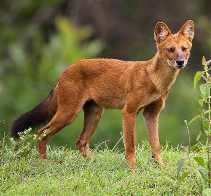 Tamil Nadu Endangered Species Conservation Initiative 2025 Tamil Nadu Endangered Species
