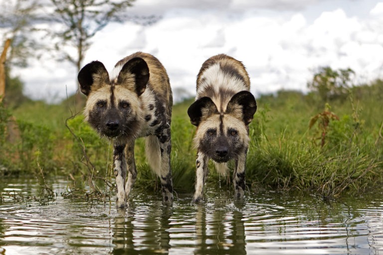 Tamil Nadu Endangered Species Conservation Initiative 2025 Tamil Nadu Endangered Species