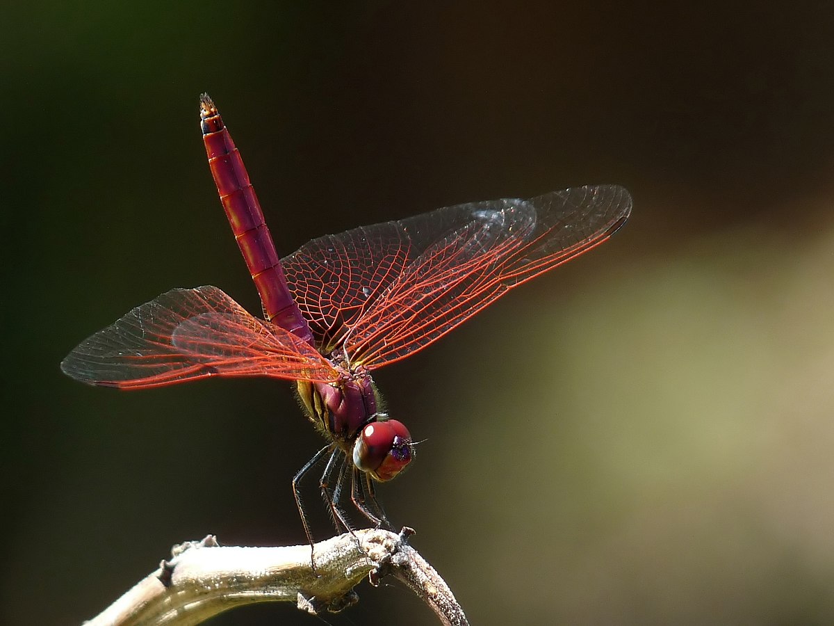Scarlet Dragonfly Rediscovered In Kerala US Global Shift Scarlet Dragonfly Rediscovered In Kerala
