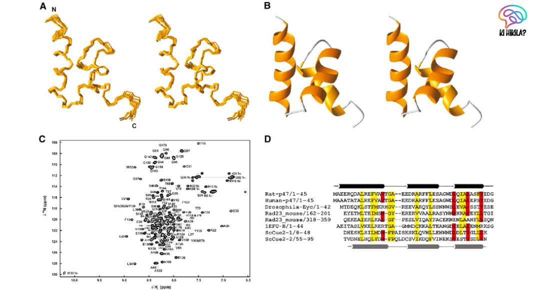 Protein P47
