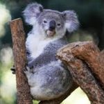 Koala Vaccine