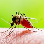 Local Chikungunya Case US 2025