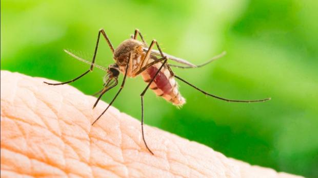 Local Chikungunya Case US 2025