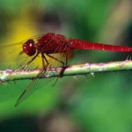 Scarlet Dragonfly Rediscovered In Kerala