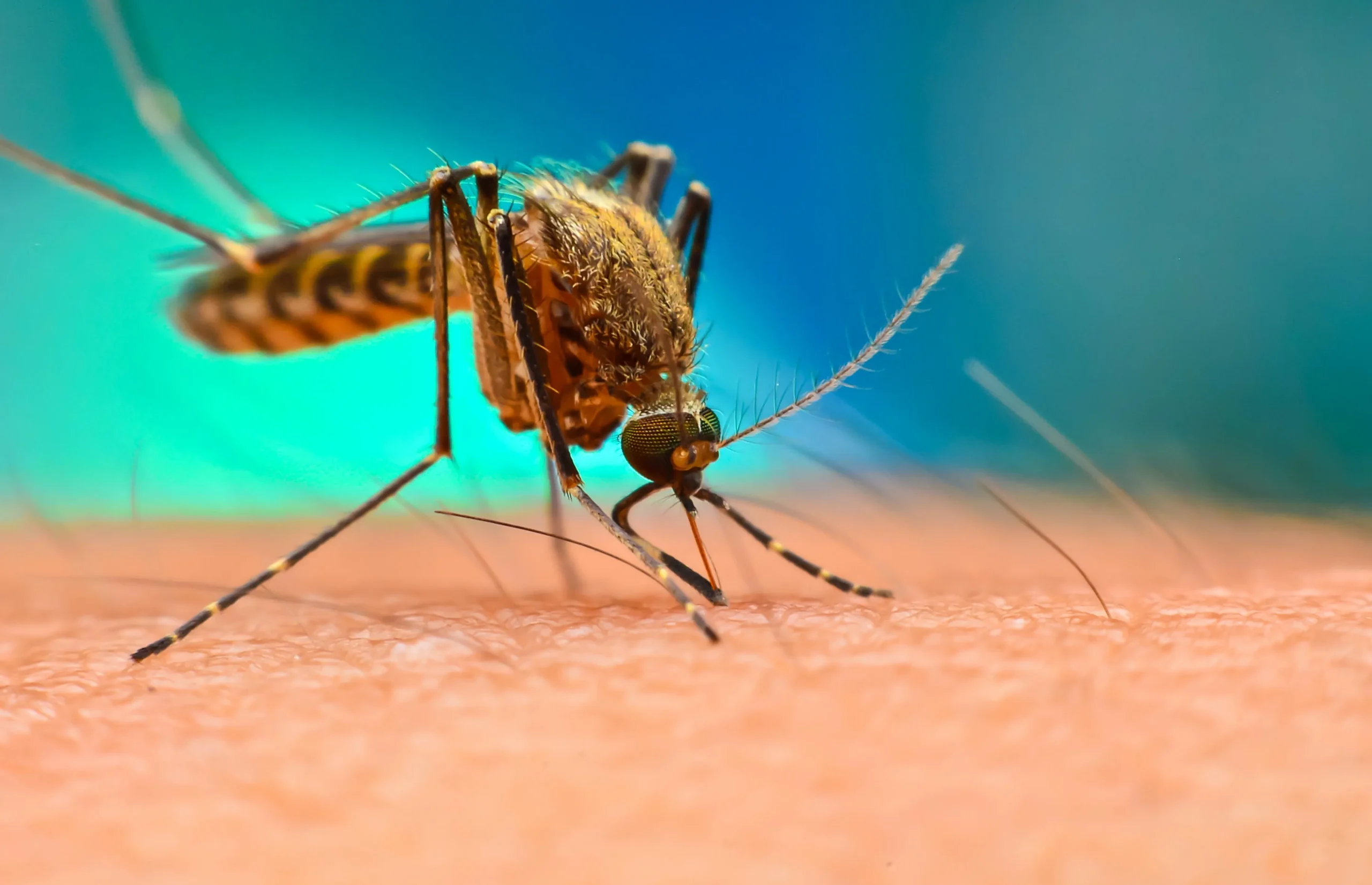 Malaria Vaccine