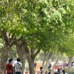 Delhi Tree Definition