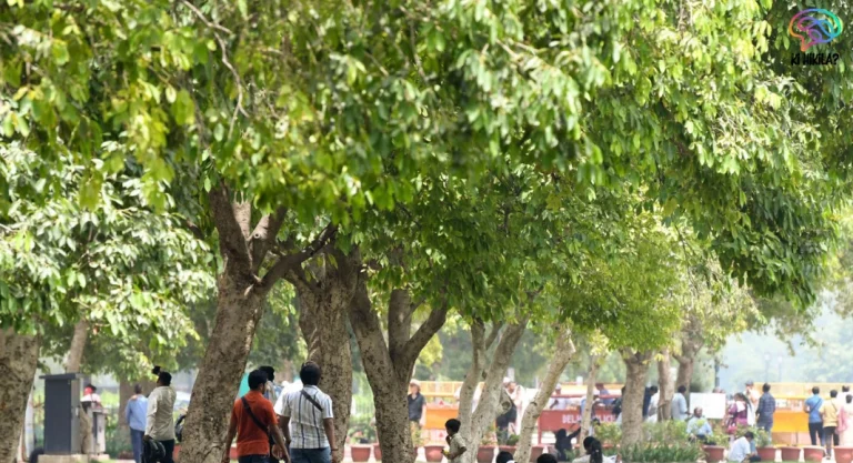 Delhi Tree Definition