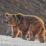 Himalayan Brown Bear