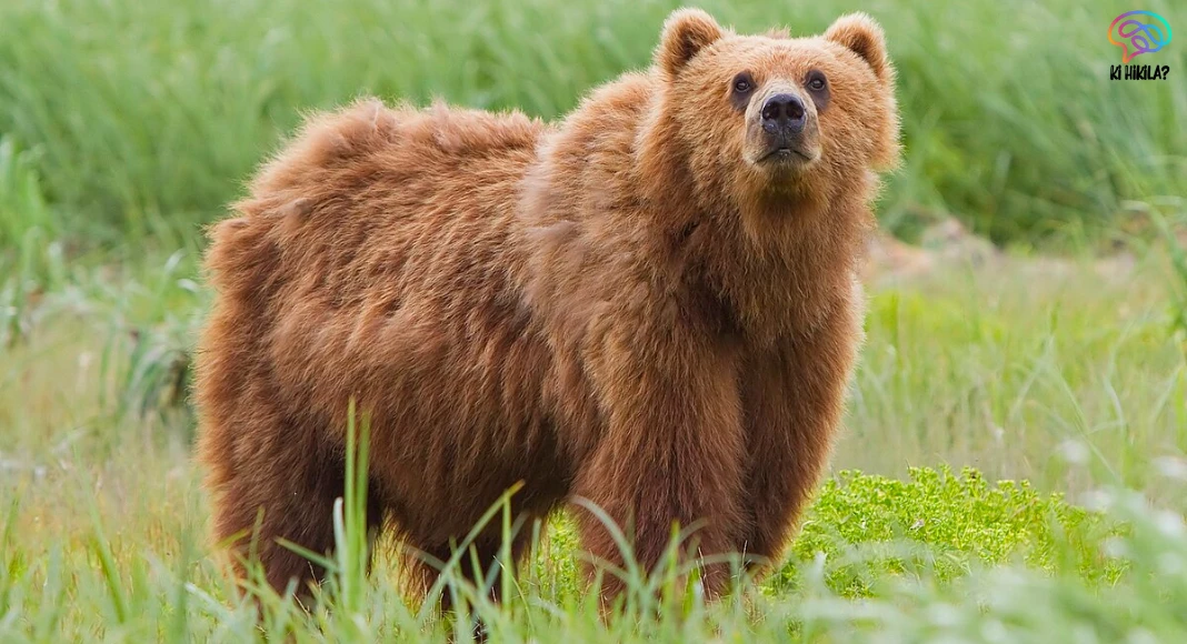 Himalayan Brown Bear: Rising Human-Wildlife Conflict in the High Himalayas Pretorius 188 Himalayan Brown Bear