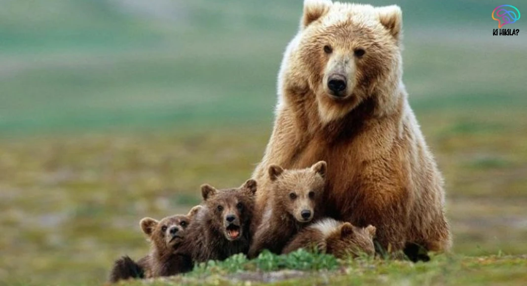 Himalayan Brown Bear: Rising Human-Wildlife Conflict in the High Himalayas Pretorius 188 Himalayan Brown Bear