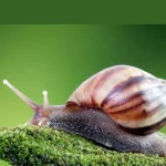 Giant African Snail Invasion