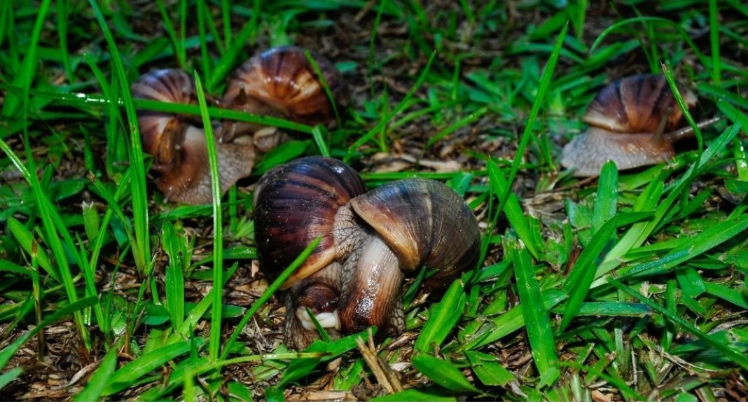 Giant African Snail Invasion: Chennai Faces Growing Ecological and Health Threat Pretorius 188 Giant African Snail Invasion