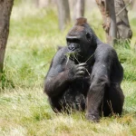 Cross River Gorilla