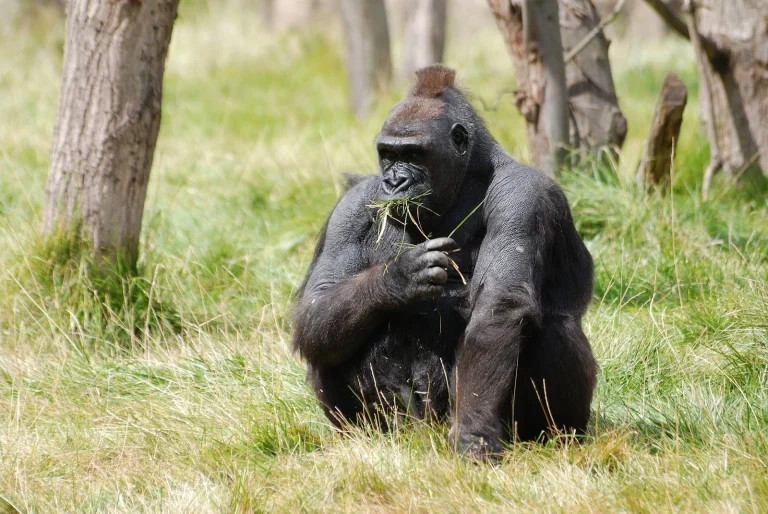 Cross River Gorilla