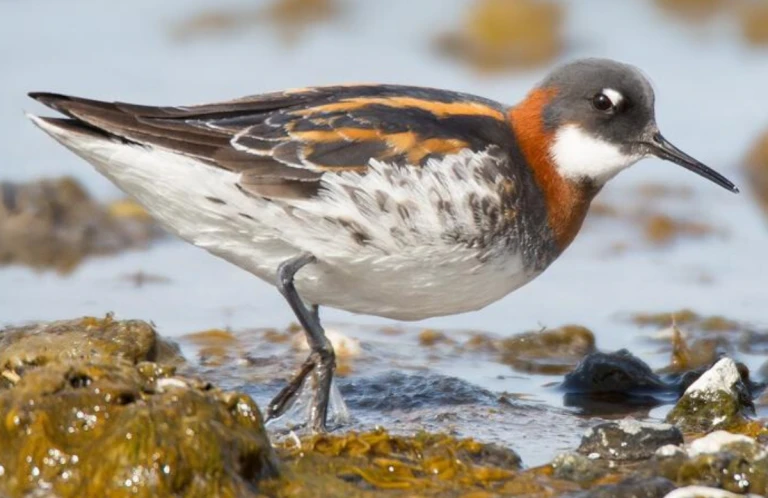 Red-Necked Phalarope Tamil Nadu
