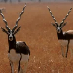 Chhattisgarh Blackbuck Revival
