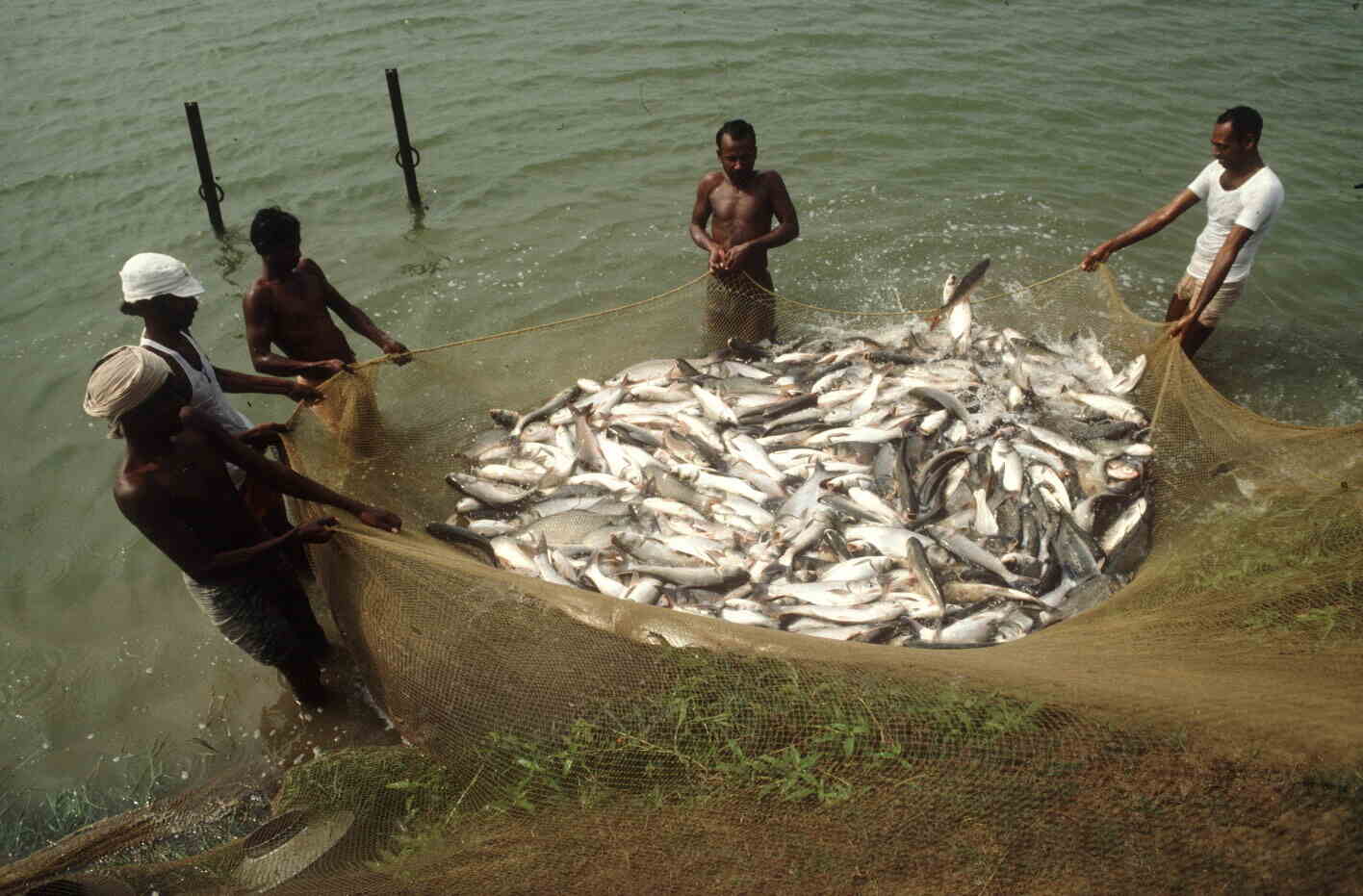 5th Marine Fisheries Census 2025