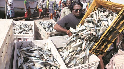 5th Marine Fisheries Census 2025