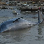 Amazon Dolphin Tragedy