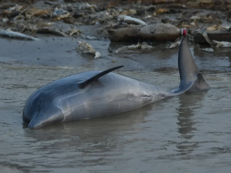 Amazon Dolphin Tragedy