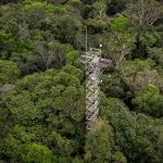 AmazonFACE Climate Adaptation Project