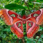Atlas Moth Recorded in Karnataka