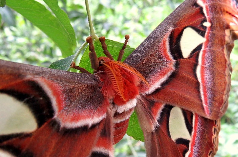 Atlas Moth Recorded in Karnataka: A Majestic Discovery Highlighting Western Ghats’ Monsoon Richness Atlas Moth Recorded in Karnataka