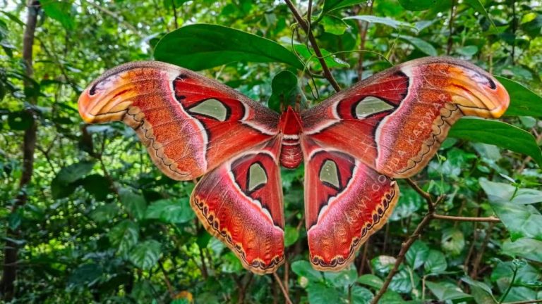 Atlas Moth Recorded in Karnataka