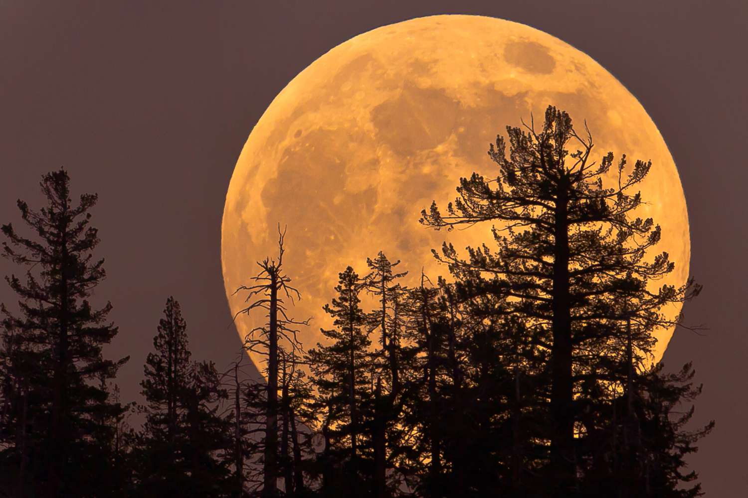 Beaver Supermoon 2025