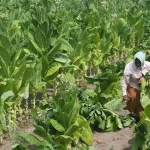 FAIFA Criticises WHO-FCTC COP11