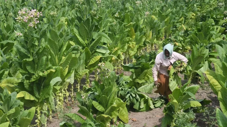 FAIFA Criticises WHO-FCTC COP11