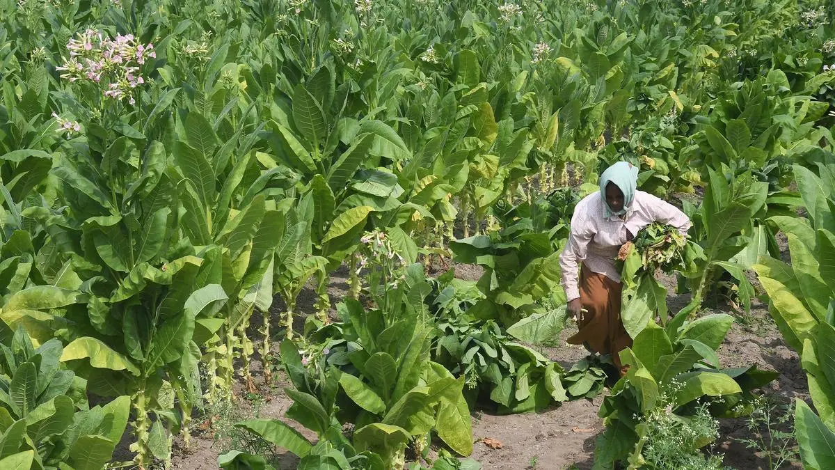 FAIFA Criticises WHO-FCTC COP11