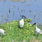 Gogabeel Lake Ramsar Site