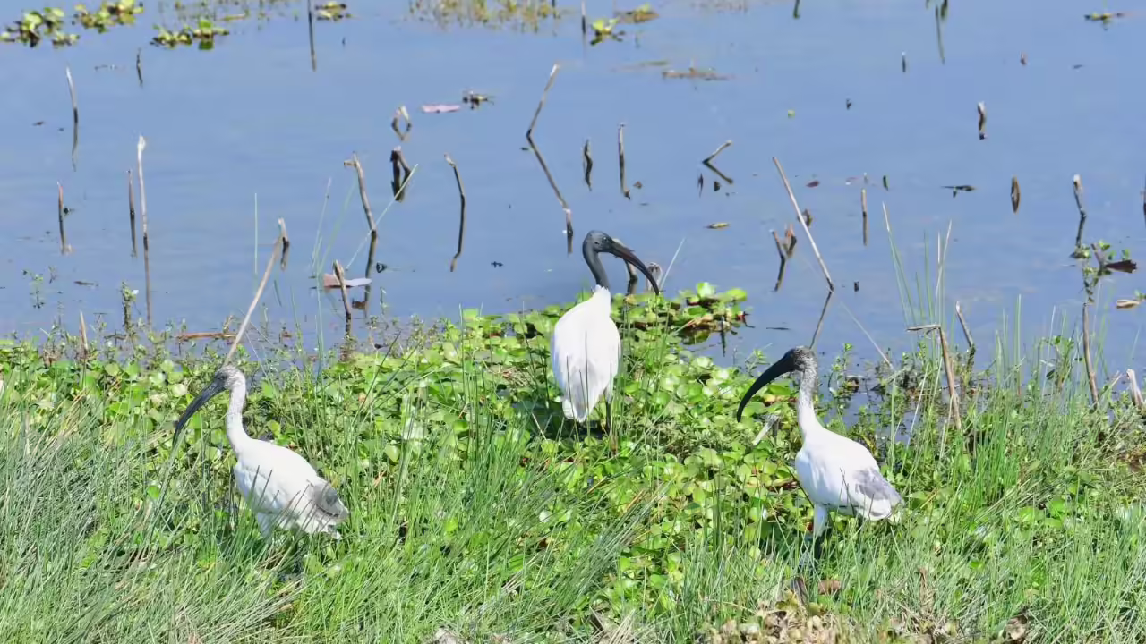 Gogabeel Lake Ramsar Site