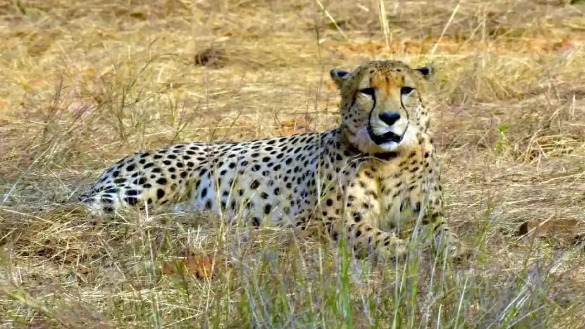 India Cheetah Mukhi Cubs