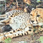 India Cheetah Mukhi Cubs