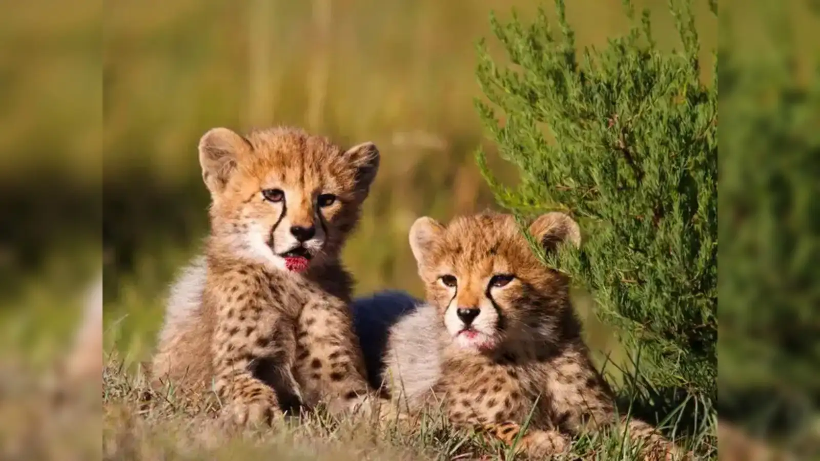 India Cheetah Mukhi Cubs