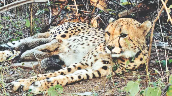 India Cheetah Mukhi Cubs