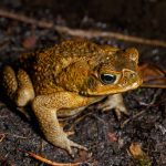 Invasive cane toad