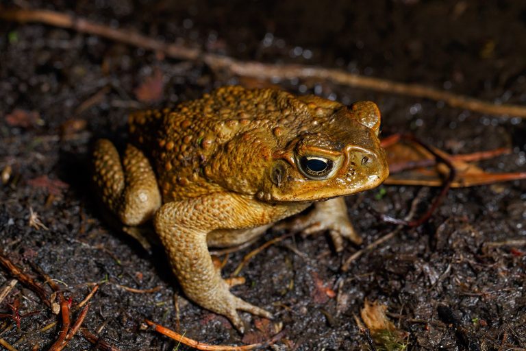 Invasive cane toad