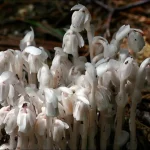 Japan Ghost Plants