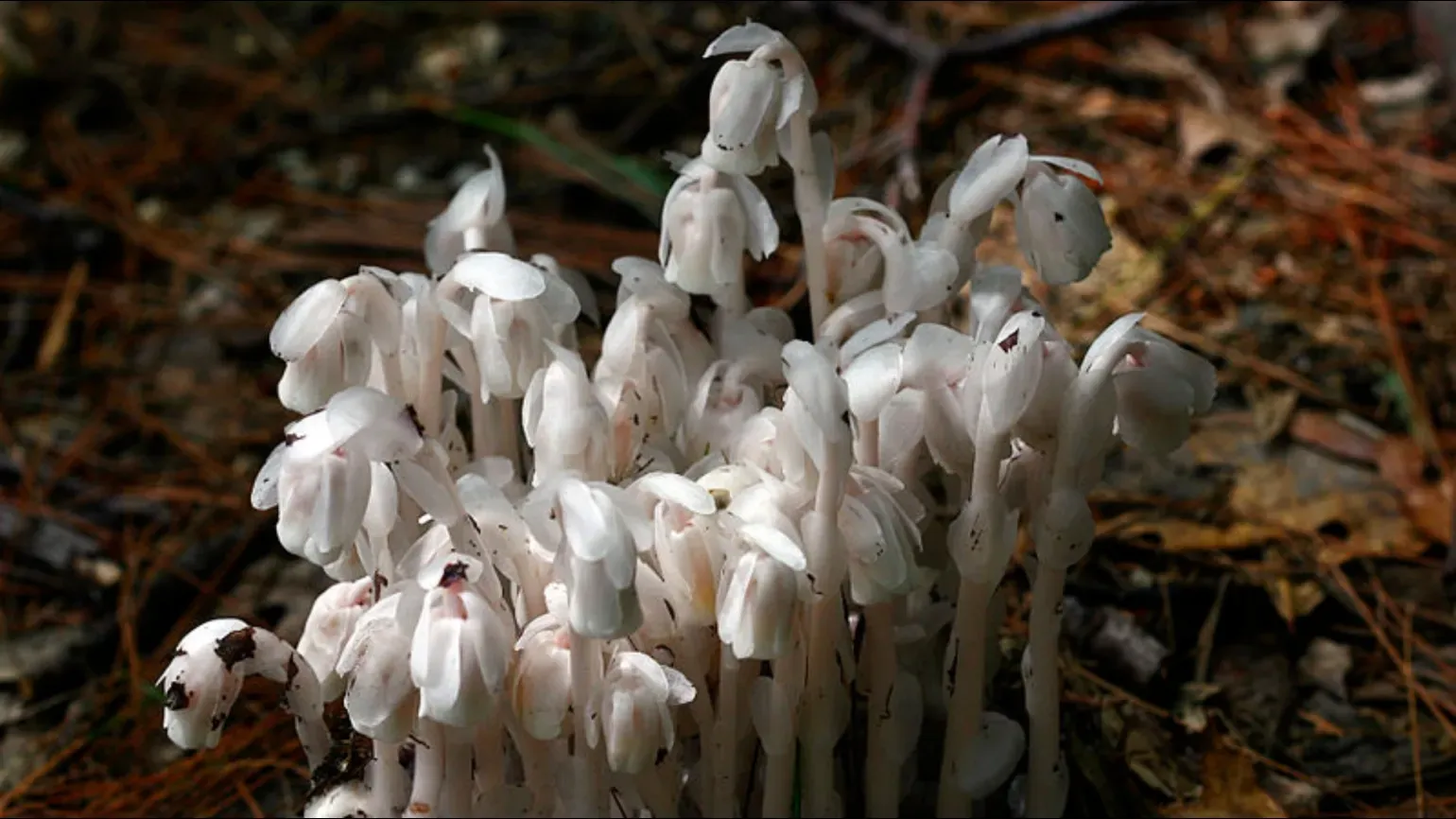 Japan Ghost Plants