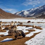 Ladakh Sanctuary Redraw Proposal